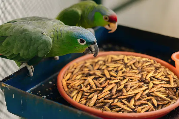 Dried Fly Larvae
